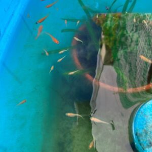 金魚の針仔、孵化したよ！