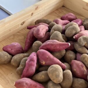 いも詰め放題開催🍠10/4(土)・5(日)・11(土)・12(日)・13(月)・18(土)・19(日)🍠