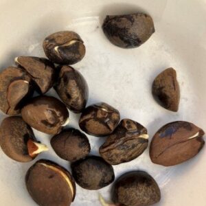 タネの植え付け