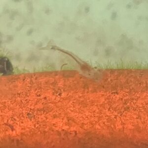 今年も始動！ビオトープ(^^♪