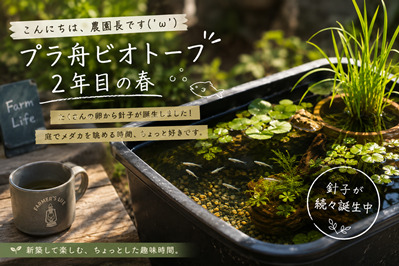最近、針子を見るのが日課です🐟