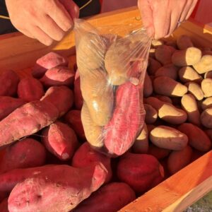 🍠お芋🥔詰め放題&焼き放題イベント開催中です!